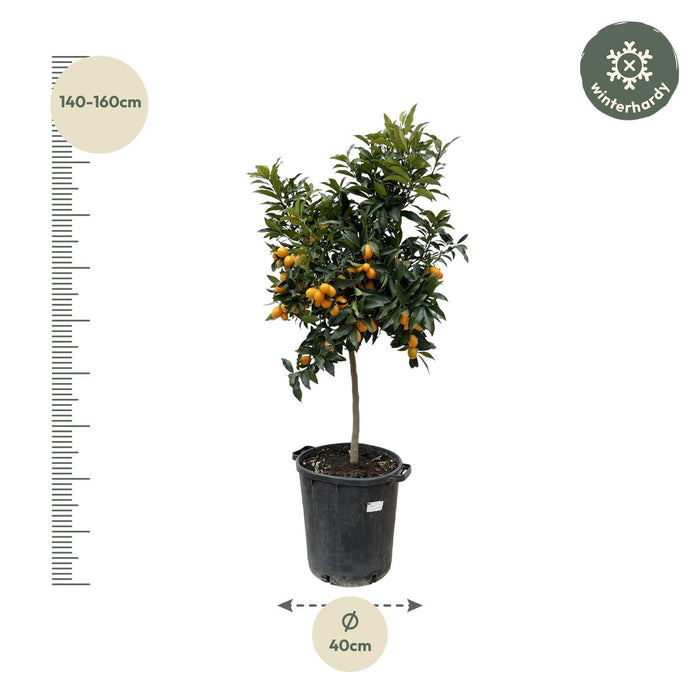 Citrus Kumquat - ↕150cm - Ø40cm