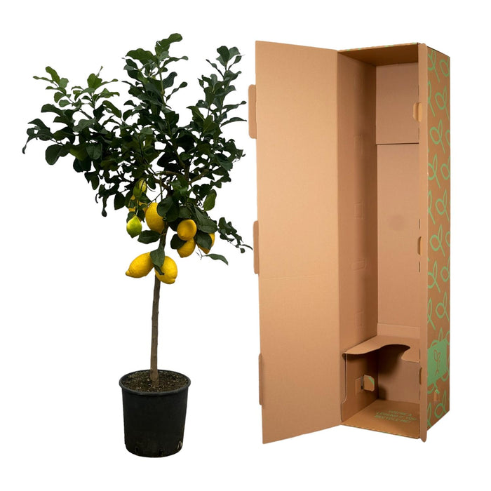 Citrus Lemon (Citroenboom) - 150 cm - Ø24cm