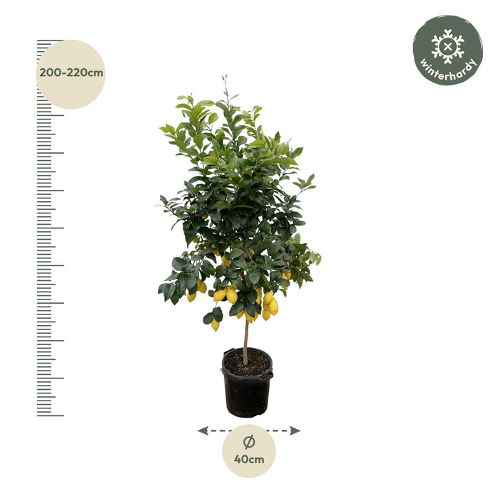 Citrus Lemon - 210cm - ø40