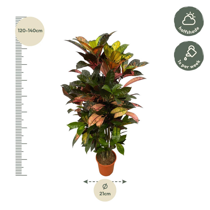 Codiaeum (Croton) Iceton vertakt - 130 cm - Ø21cm