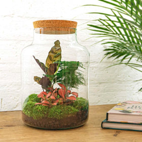 Ontdek onze DIY Terrariums