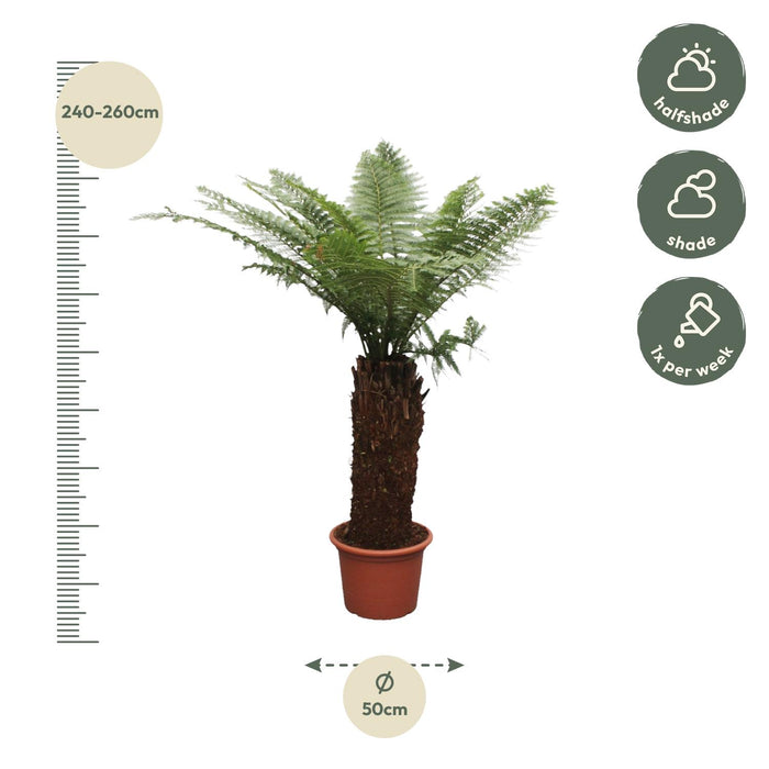 Dicksonia Antarctica - ↕250cm - Ø50cm