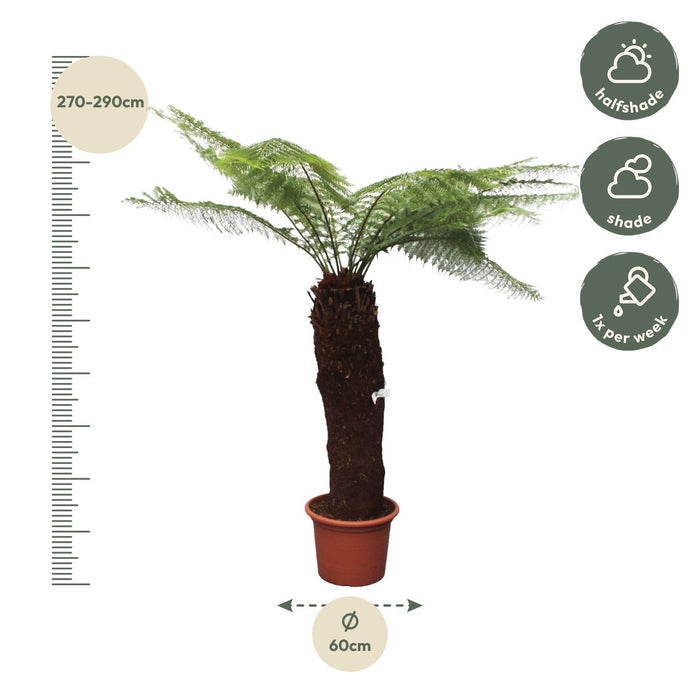 Dicksonia Antarctica - ↕280cm - Ø60cm