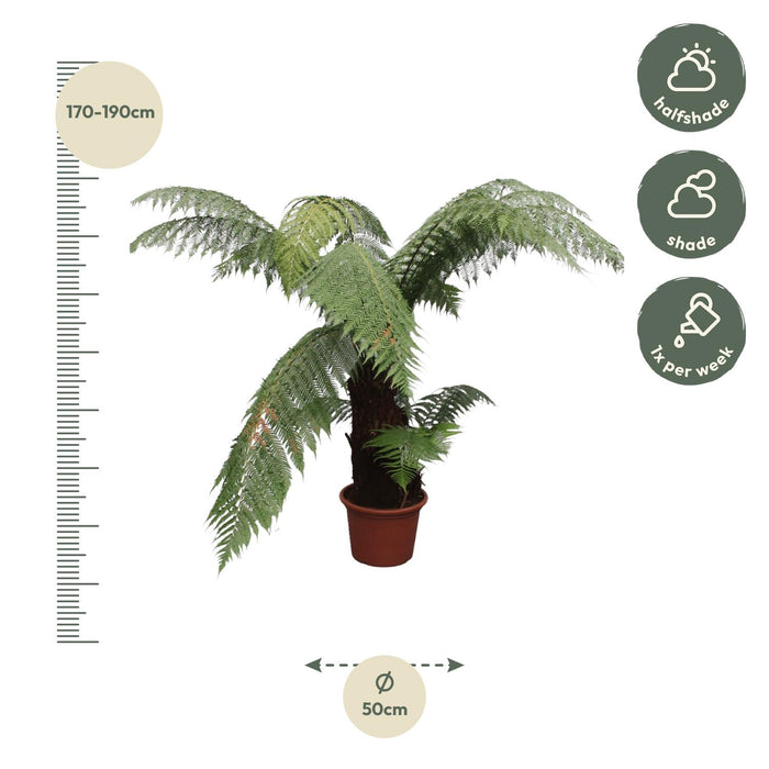 Dicksonia Antarctica - ↕180cm - Ø50cm