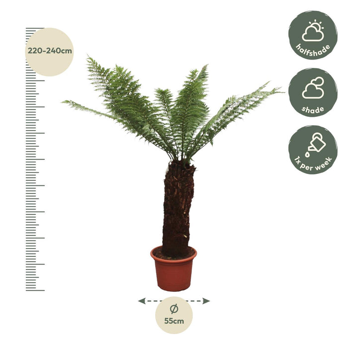 Dicksonia Antarctica - ↕230cm - Ø55cm