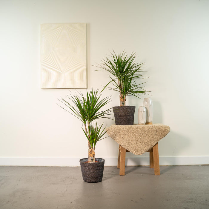 2x Dracaena - ↕90cm - Ø17cm