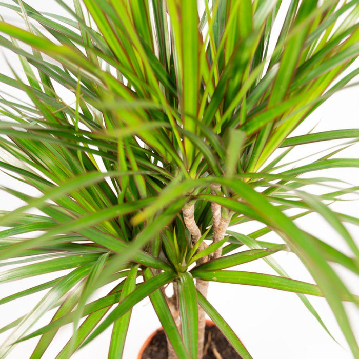 2x Dracaena - ↕90cm - Ø17cm