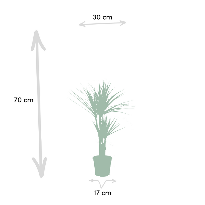 2x Dracaena - ↕90cm - Ø17cm