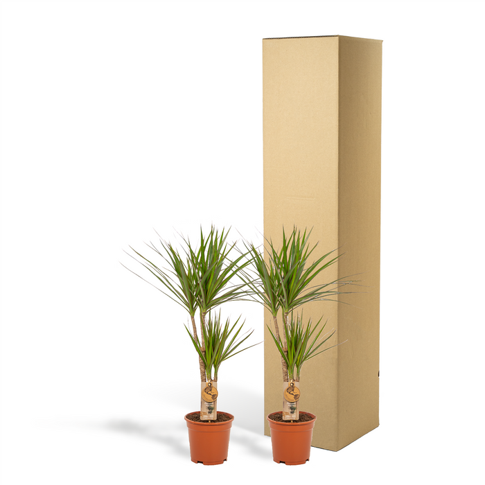 2x Dracaena - ↕90cm - Ø17cm