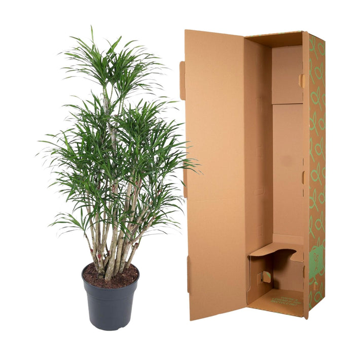 Dracaena Anita vertakt - ↕140cm - Ø31cm