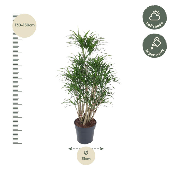 Dracaena Anita vertakt - ↕140cm - Ø31cm