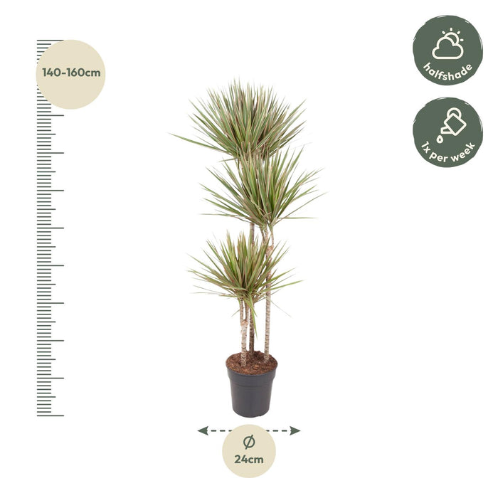 Dracaena Bicolor - ↕150 cm - Ø24cm