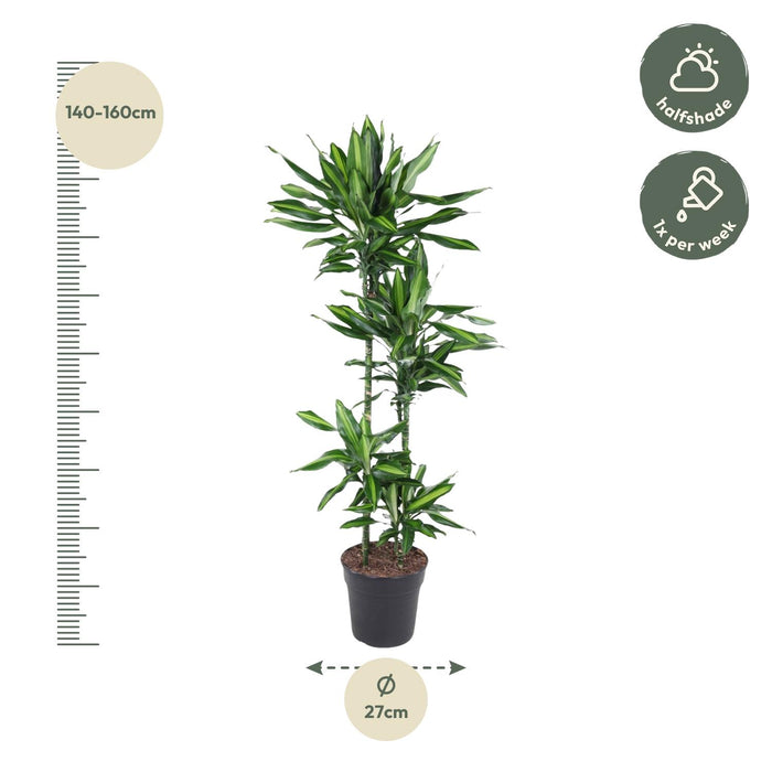 Dracaena Cintho - ↕150cm - Ø27cm