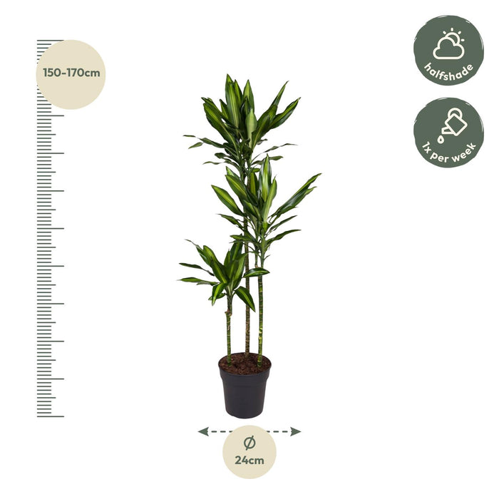 Dracaena Cintho - ↕160cm - Ø24cm