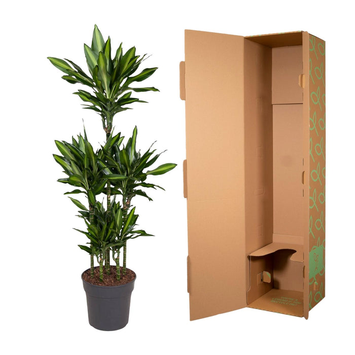 Dracaena Cintho Carrousel - ↕140cm - Ø31cm