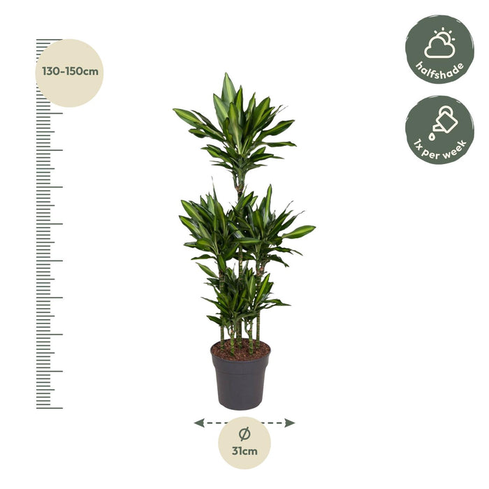 Dracaena Cintho Carrousel - ↕140cm - Ø31cm