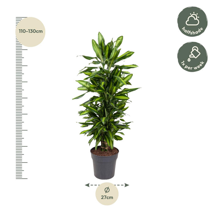 Dracaena Cintho vertakt - ↕120cm - Ø27cm