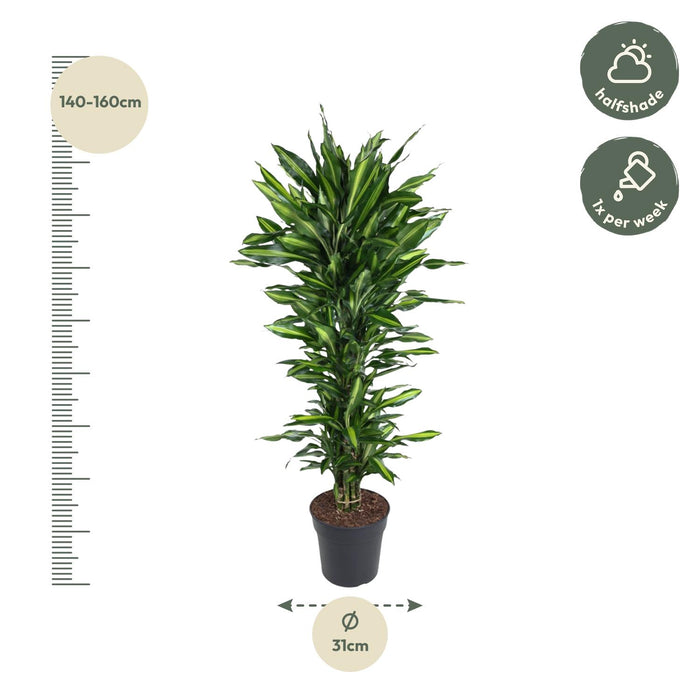 Dracaena Cintho vertakt - ↕150cm - Ø31cm