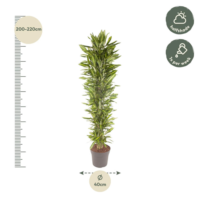 Dracaena Cintho vertakt - ↕210cm - Ø40cm