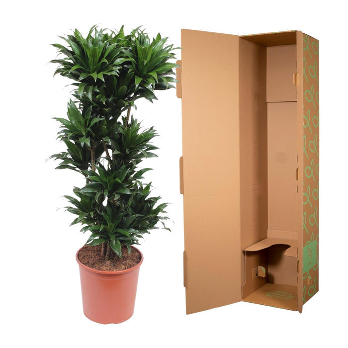 Dracaena Compacta - ↕140cm - Ø30cm