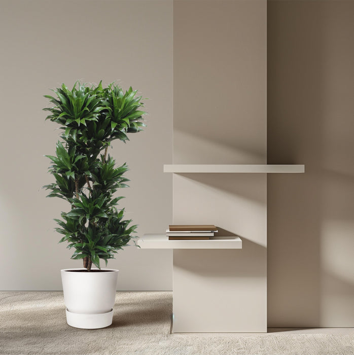 Dracaena Compacta - ↕140cm - Ø30cm