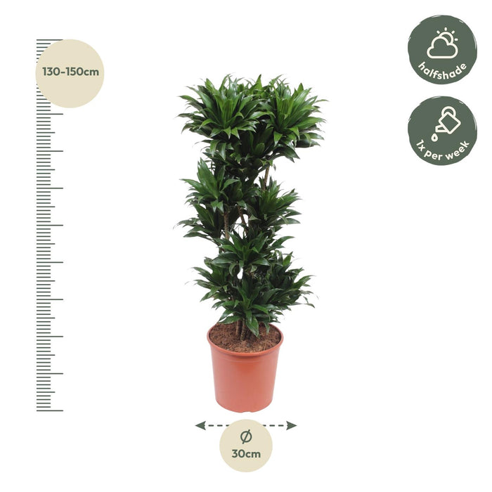 Dracaena Compacta - ↕140cm - Ø30cm