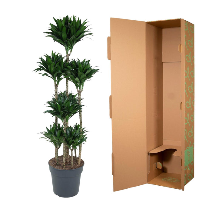 Dracaena Compacta Carrousel - ↕160cm - Ø34cm