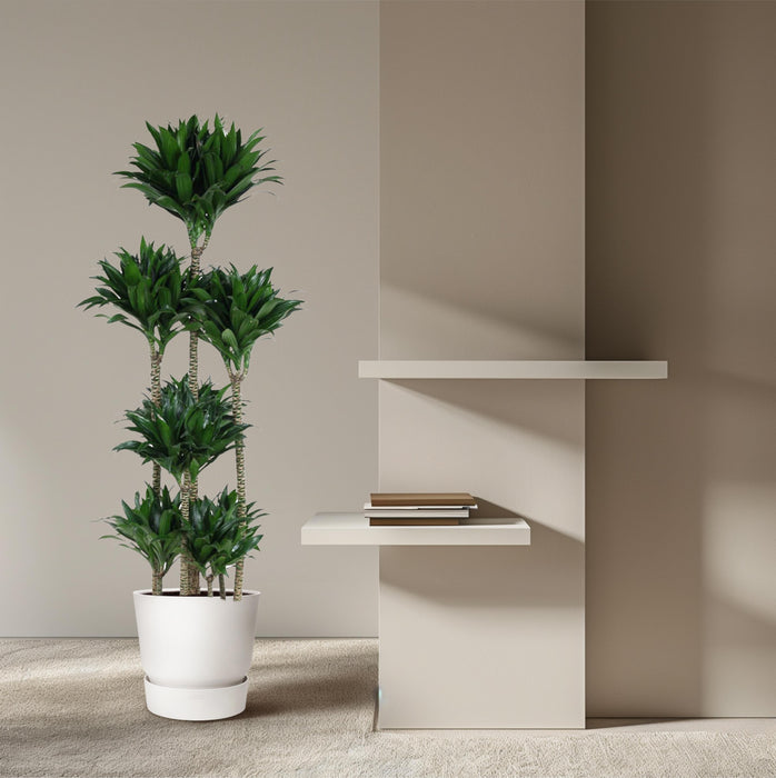 Dracaena Compacta Carrousel - ↕160cm - Ø34cm