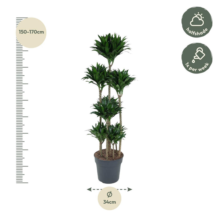 Dracaena Compacta Carrousel - ↕160cm - Ø34cm