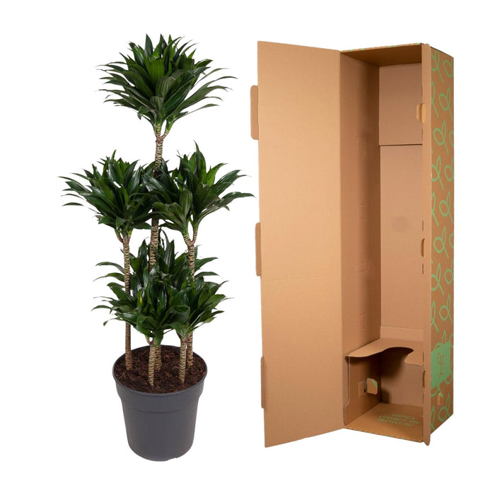 Dracaena Compacta Carrousel - ↕130cm - Ø31cm