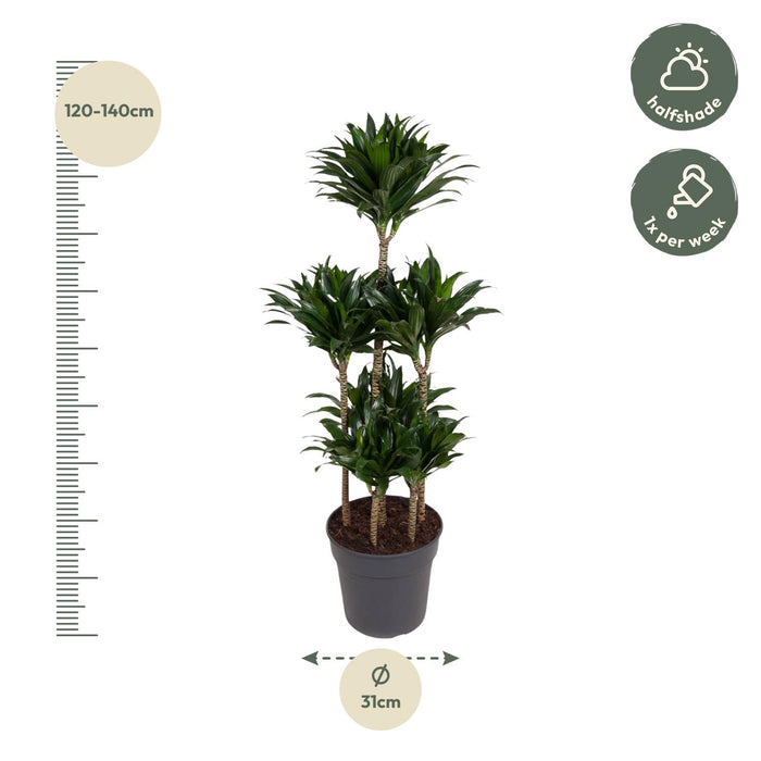 Dracaena Compacta Carrousel - ↕130cm - Ø31cm