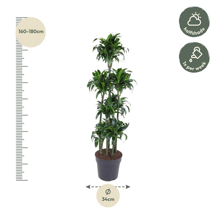 Dracaena Dorado Carrousel - 170 cm - ø34