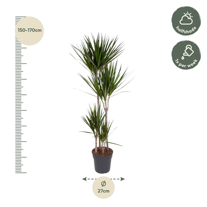 Dracaena Marginata - 170 cm - ø27