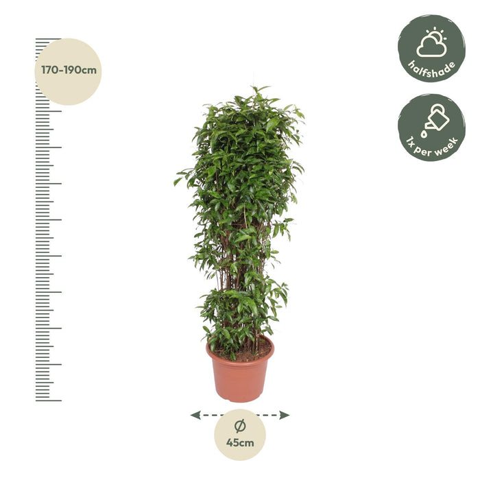 Dracaena Surculosa - 180 cm - ø45