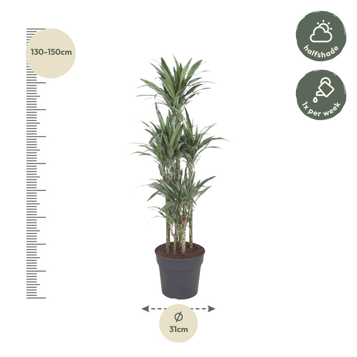 Dracaena Warneckei Carrousel - ↕140cm - Ø31cm