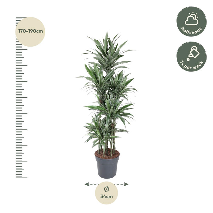 Dracaena Warneckei Carrousel - ↕180cm - Ø34cm