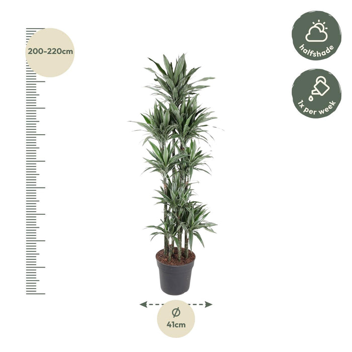 Dracaena Warneckei Carrousel - ↕210cm - Ø41cm