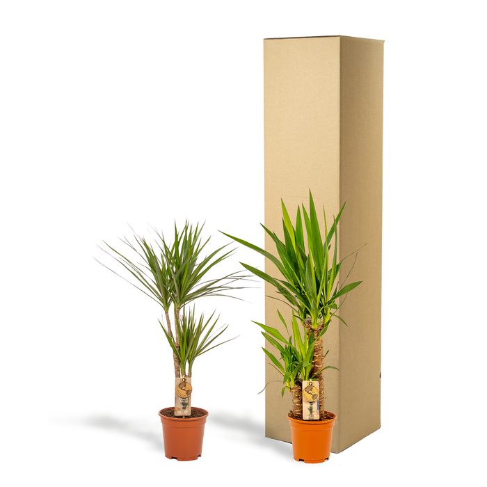 Dracaena ↨70cm - Ø17cm + Yucca ↨90cm - Ø17cm