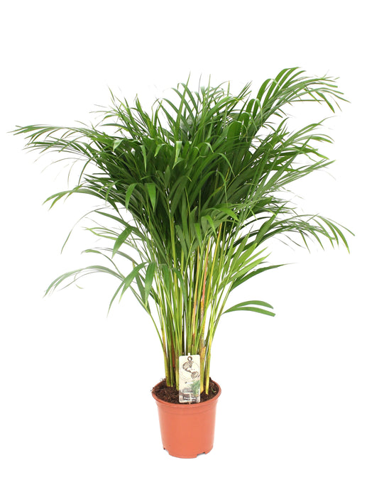 Areca Dypsis Lutescens - ↕120cm - Ø24cm