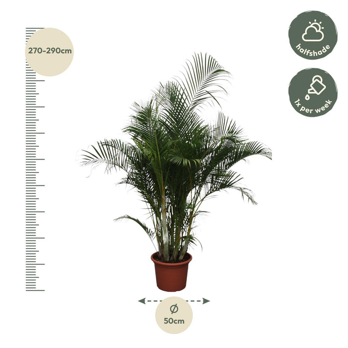 Dypsis Lutescens (Areca Palm) - ↕280 cm - Ø50cm