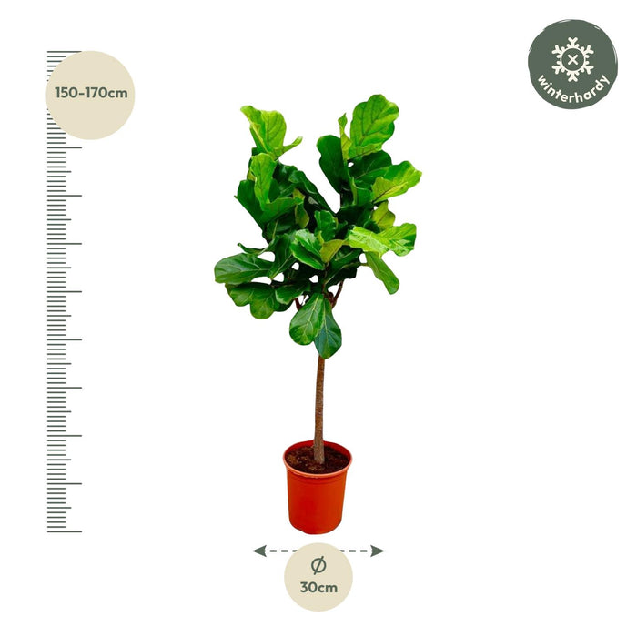 Ficus Lyrata boom - 160 cm - ø30