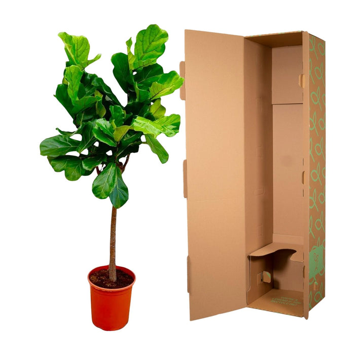 Ficus Lyrata boom - 160 cm - ø30