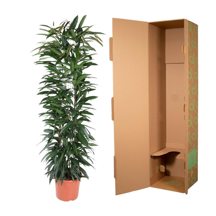 Ficus Alii King zuil - ↕150cm - Ø29cm