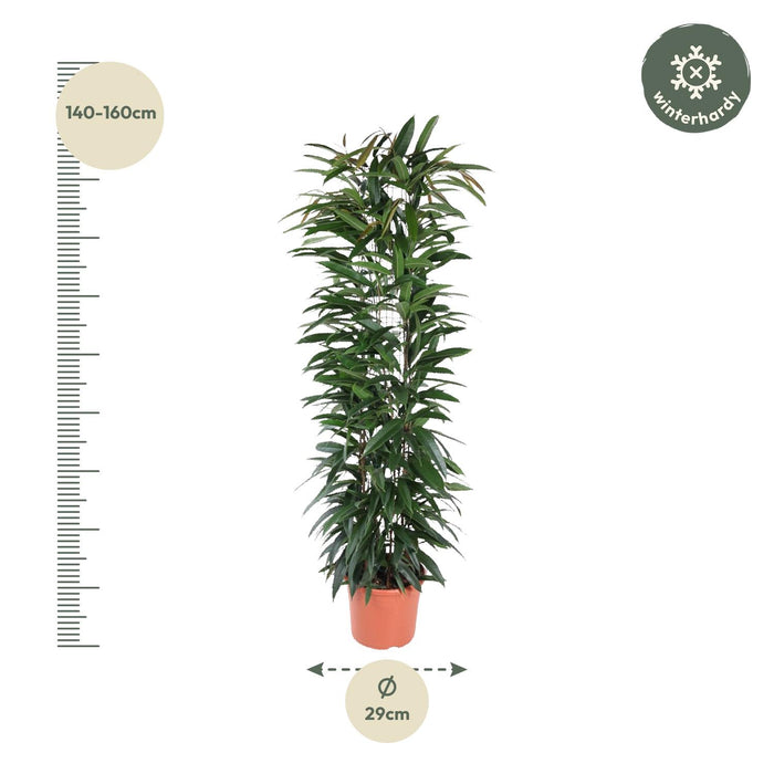 Ficus Alii King zuil - ↕150cm - Ø29cm