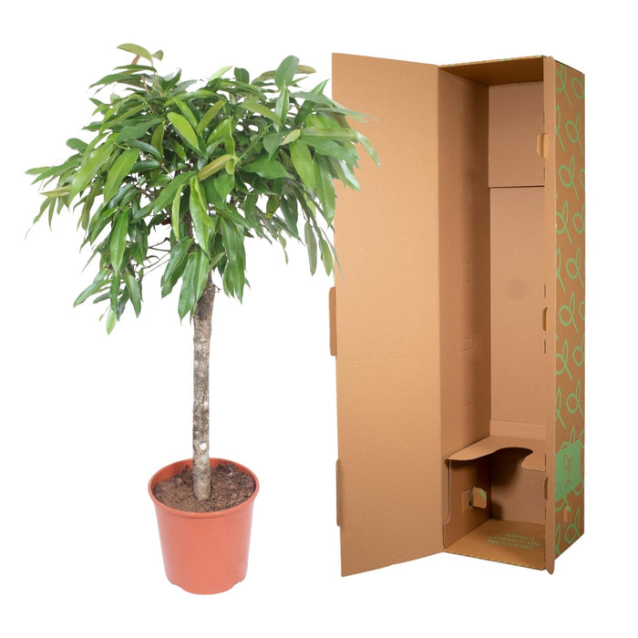 Ficus Amstel King - ↕140cm - Ø30cm