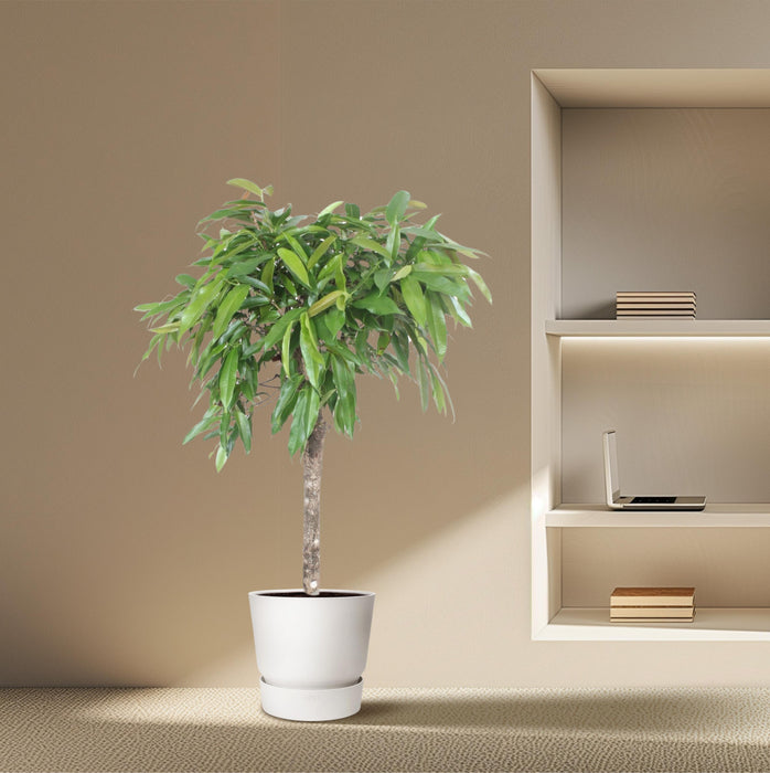 Ficus Amstel King - ↕140cm - Ø30cm