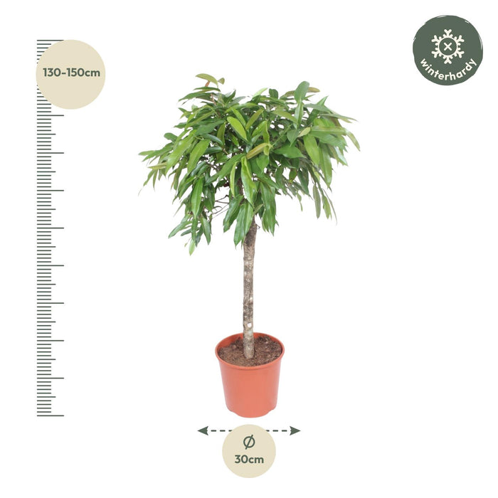 Ficus Amstel King - ↕140cm - Ø30cm