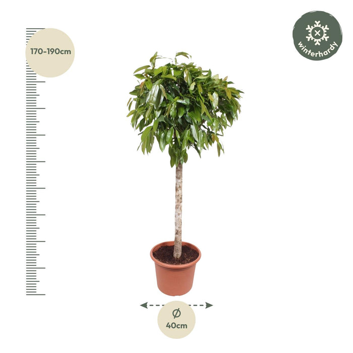 Ficus Amstel King - ↕180cm - Ø40cm