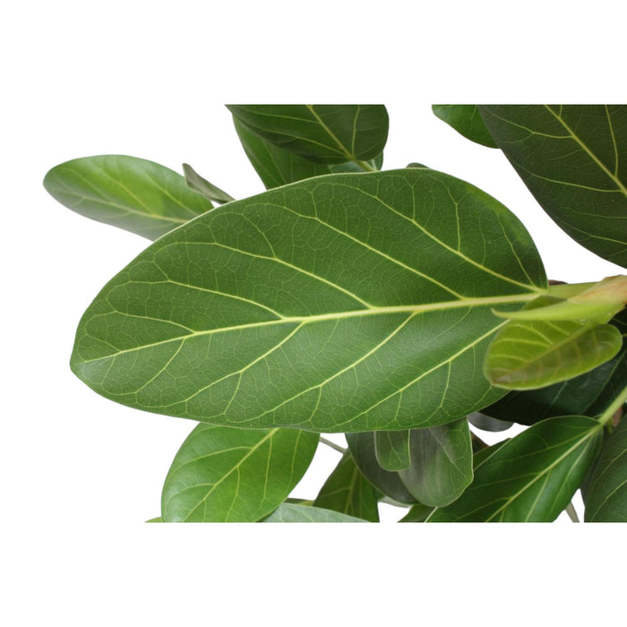 Ficus Benghalensis boom - ↕150cm - Ø34cm