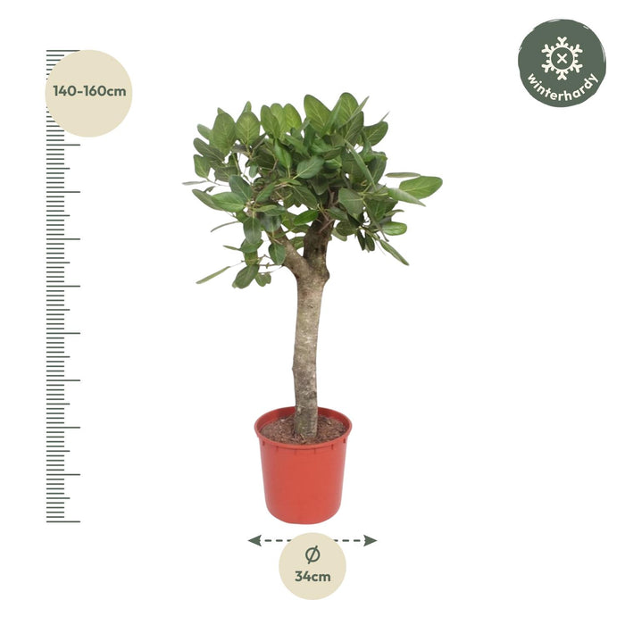 Ficus Benghalensis boom - ↕150cm - Ø34cm